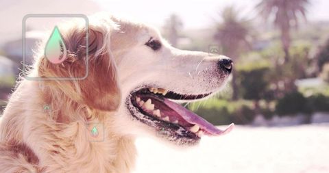 Panting senior golden retriever on beach with wet nose, tongue out and water-drop icons