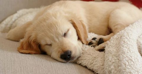 Golden retriever puppy sleeping on beige sofa with fleece blanket, paw visible, cozy nap
