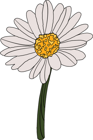 Hand-Drawn Daisy Illustration with Transparent Background