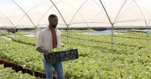 Man Harvesting Lettuce in Modern Hydroponic Greenhouse Farm