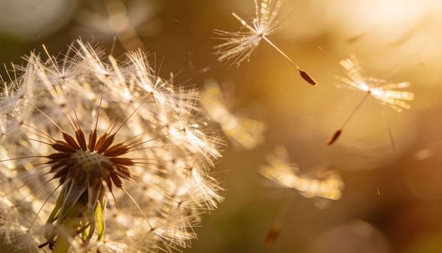 Golden backlit dandelion seeds drifting in warm sunset glow with soft bokeh macro closeup