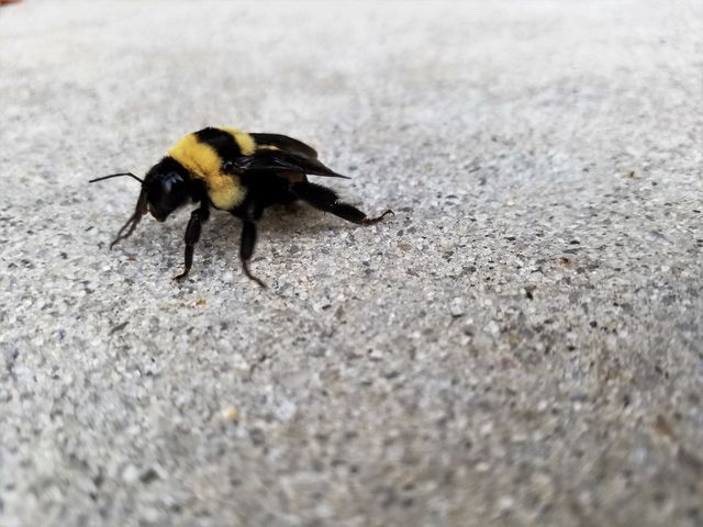 Macro shot of a bumblebee standing on a concrete surface. Detailed view of yellow and black stripes. Perfect for use in nature documentaries, educational materials about insects, or exhibiting vibrant examples of wildlife photography.