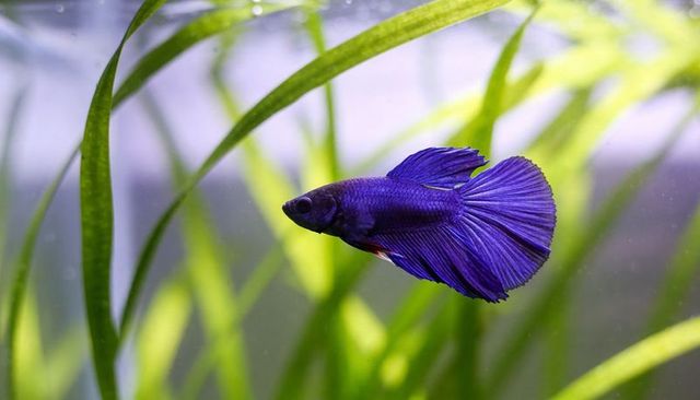 Vibrant violet betta fish swimming and fanning flowing fins among lush aquarium plants