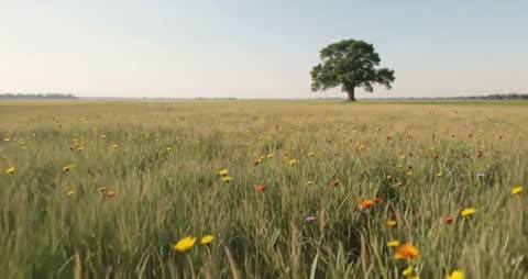 Serene Meadow with Wildflowers and Oak Tree