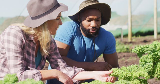 Farmers Checking Crop Quality in Field on Sunny Day - Download Free Stock Images Pikwizard.com