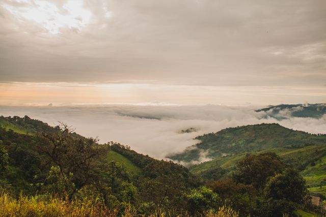 Dramatic morning mist enveloping lush green mountains offers a breathtaking view of serene wilderness. Perfect for backgrounds in presentations, travel blogs, or eco-tourism advertisements showcasing untouched natural beauty and tranquility.