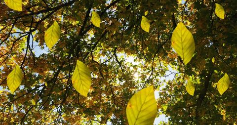 Autumn Leaves Falling Under Bright Sunshine - Download Free Stock Images Pikwizard.com