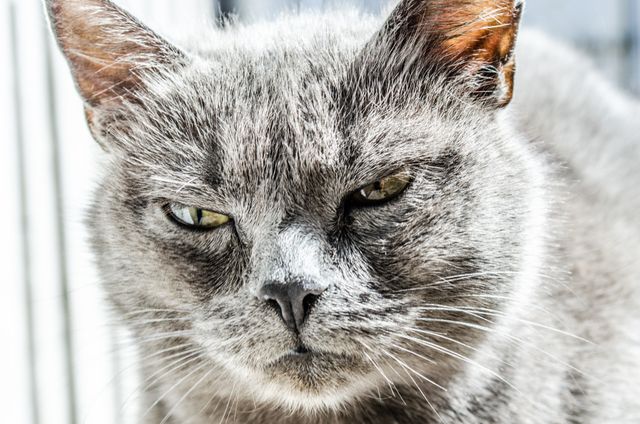 Close-up of Grumpy Grey Cat - Download Free Stock Photos Pikwizard.com