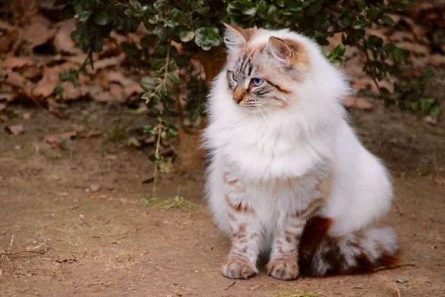 Fluffy white and brown cat with patterned fur sitting on dirt ground outside, beside bushes. Suitable for pet care articles, nature-themed content, or animal blogs. Great for use in websites, magazines, or advertisements promoting pet adoption or cat care.