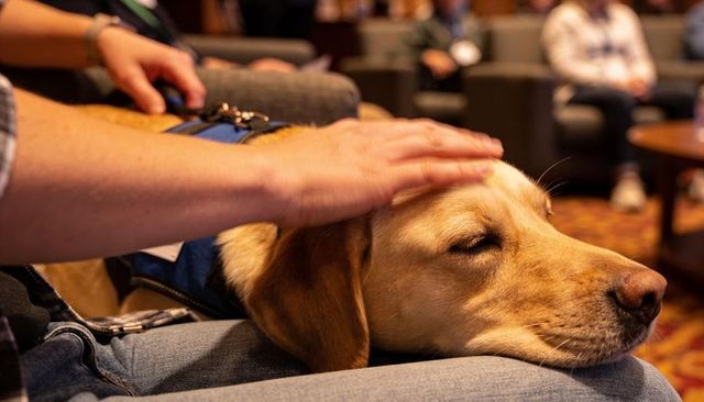 Calm yellow labrador service dog resting on lap being patted while wearing blue vest