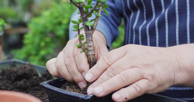 Hands of caucasian male gardener planting bonsai tree at garden center. working at bonsai nursery, small specialist business.