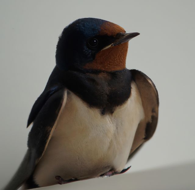 Close up of swallow created using generative ai technology. Animals, wildlife and nature concept, digitally generated image.