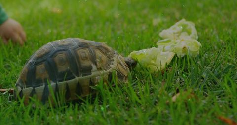 Tortoise feeding on lettuce in dewy grass with child hand reaching, macro close-up natural light