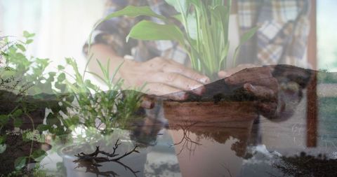 Hands caring for houseplants overlaid with serene lakefront