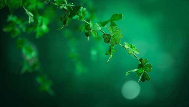 Trailing clover vine glistening with dew against emerald bokeh background