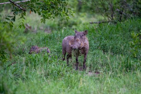 Wild boar in natural african habitat amongst greenery