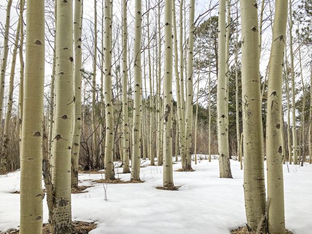 Winter Aspen Forest with Snow Covering Ground in Daylight - Download Free Stock Photos Pikwizard.com
