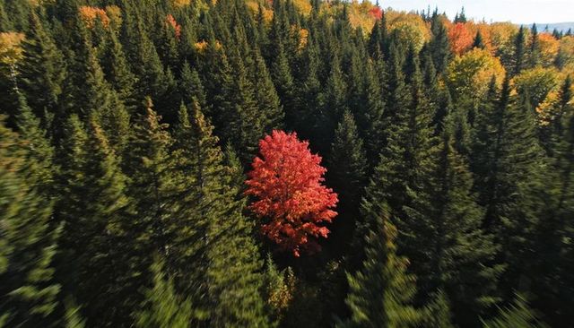 Solitary red maple standing out among evergreen canopy during autumn aerial view