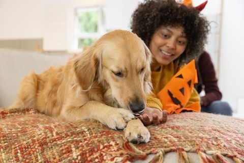 Cozy halloween moment: black woman watching golden retriever licking paw on sofa