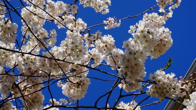 Cherry Blossom Branches against Clear Blue Sky in Spring - Download Free Stock Photos Pikwizard.com