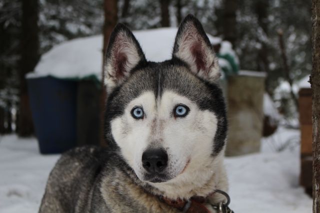 Close-Up of Blue-Eyed Siberian Husky in Snowy Forest - Download Free Stock Photos Pikwizard.com