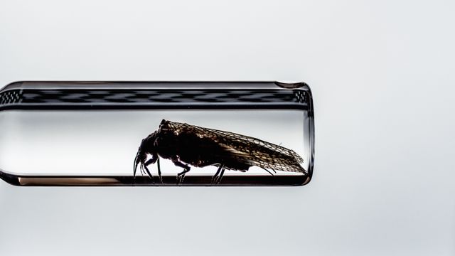 Insect Arthropod Black - Download Free Stock Photos Pikwizard.com