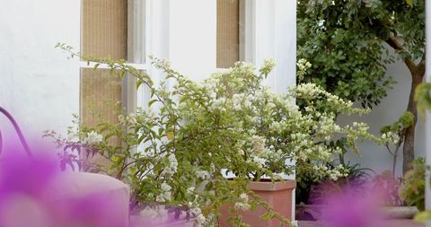 Terracotta pot with blooming shrub in tranquil courtyard setting