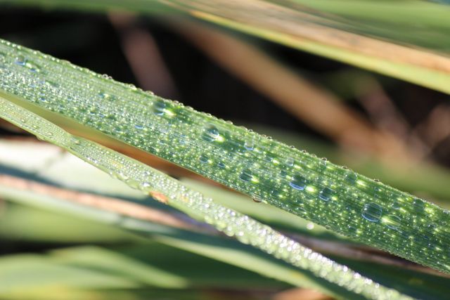Refreshing and tranquil close-up of morning dew glistening on green grass blades, bathed in sunlight. Ideal for nature-themed content, environmental articles, and relaxation backgrounds.