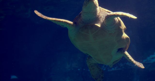 A sea turtle is swimming gracefully underwater, showcasing its shell and flippers. Its solitary journey through the aquatic environment highlights the serene beauty of marine life.
