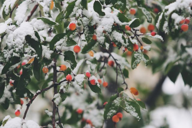 Snow Covered Tree Branches with Bright Berries in Winter - Download Free Stock Images Pikwizard.com