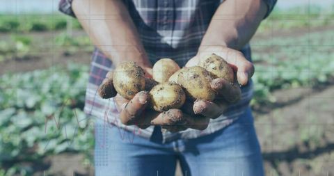 Holding fresh dirt-covered potatoes during harvest in sunny vegetable field