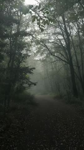 Sunlight filtering through canopy over misty forest trail, foggy woodland vertical video