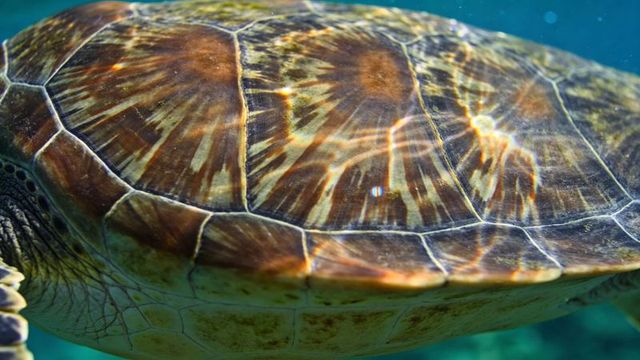Sunlit sea turtle shell glinting with rippled caustics over shallow reef