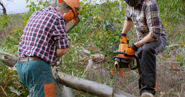 Lumberjacks Cutting Tree with Chainsaw in Forest - Download Free Stock Images Pikwizard.com