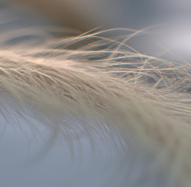 This image depicts a close-up view of feather grass blades gently swaying in the wind. It showcases the natural textures and delicacy of the grass with an artistic, soft focus effect. This image can be used in nature-themed projects, backgrounds for design works, or to introduce a calming, organic element to decoration and educational material related to botany or the outdoors.