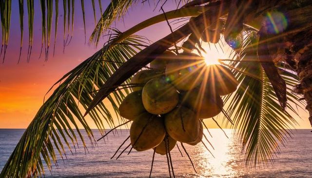 Coconut cluster hanging from palm frond with sunburst over tropical ocean sunset
