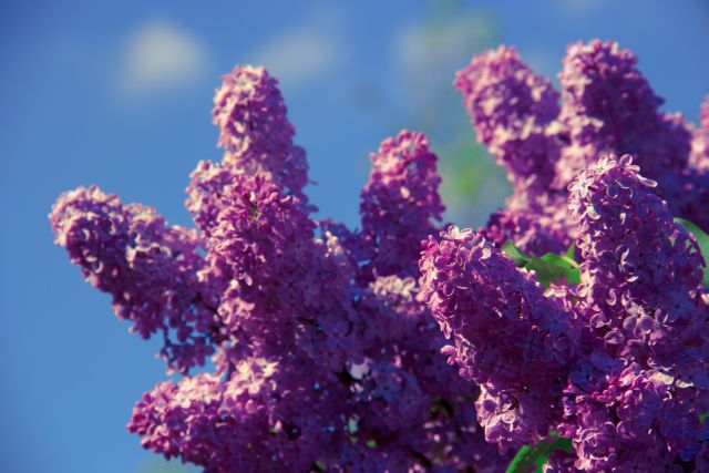Clusters of vibrant purple lilac flowers blooming against a clear blue sky. Ideal for use in gardening magazines, nature blogs, spring newsletters, floral catalogs, and environmental presentations. Depicts natural beauty and the freshness of springtime.