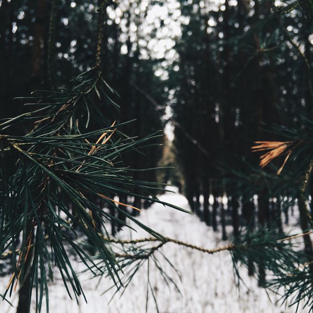 Close-up of pine branches in a snowy forest, creating a serene and peaceful atmosphere perfect for nature-themed projects. Ideal for use in winter conservation campaigns or relaxation and wellness materials.