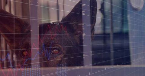 Dog peering through vertical bars while red and blue financial charts reflecting on glass