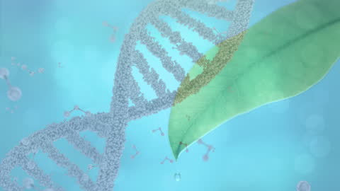 DNA Strand and Green Leaf Representing Genetic Research