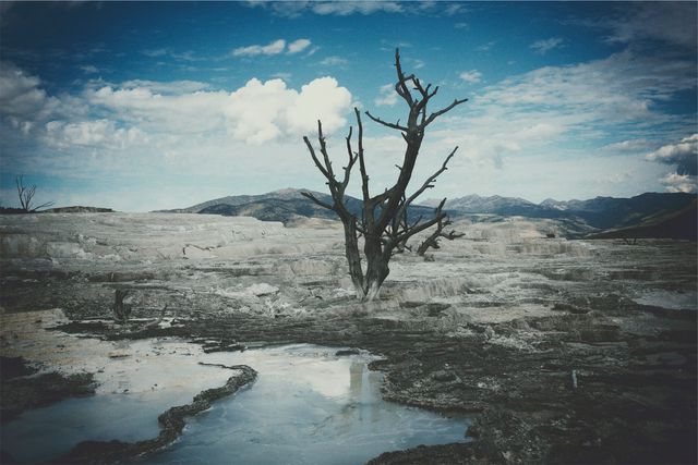 Barren Landscape with Lone Tree Under Cloudy Sky - Download Free Stock Photos Pikwizard.com
