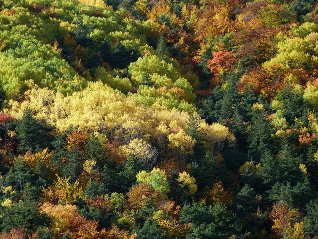 Vibrant autumn forest with an array of colorful foliage including yellow, orange, and green leaves. Ideal for seasonal campaigns, nature-themed designs, outdoor adventure advertisements, and environmental awareness materials.