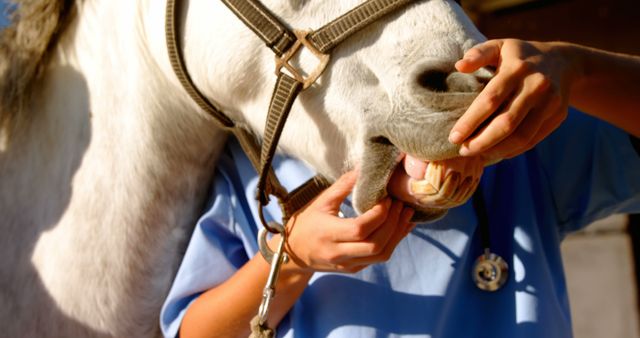 A veterinarian in a blue uniform examining a horse's teeth. Can be useful for articles on animal care, equine health, veterinary services, rural life, and agricultural practices.