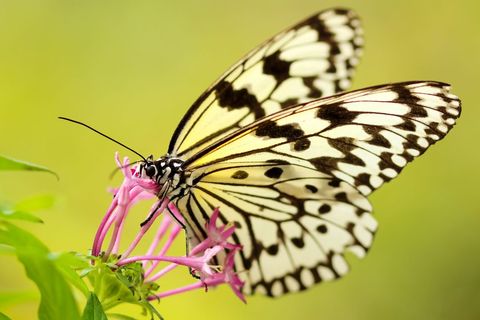 Elegant Black and White Butterfly Resting on Pink Flower