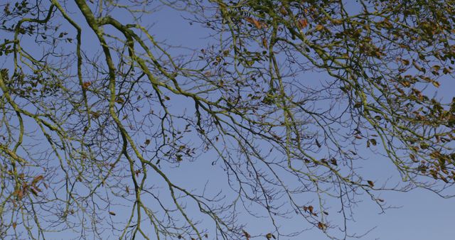Branches contrasting against blue sky in the countryside