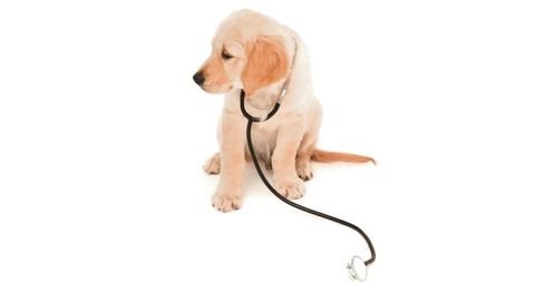 Golden retriever puppy with stethoscope symbolizing veterinary care