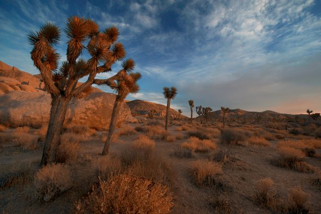 Sunset over Joshua Trees in Desert Landscape - Download Free Stock Photos Pikwizard.com