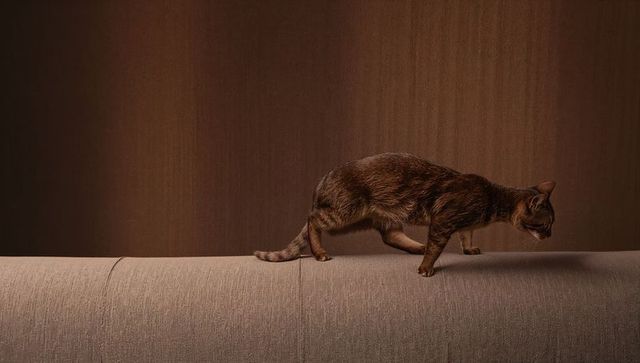 Brown tabby cat walking along sofa backrest with warm woodgrain paneling minimalist cozy