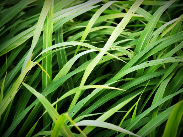 Close-up view of fresh, green grass blades with dew drops on them. Ideal for nature-themed projects, backgrounds, and designs focusing on growth and freshness. Perfect for environmental campaigns, gardening advertisements, or presentations about natural beauty.