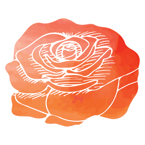 vibrant red and orange rose illustration on transparent background - Download Free Stock Videos Pikwizard.com